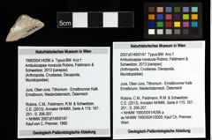Foto (Objekt + Etiketten) von Ambulocapsa novacula (Robins, Feldmann & Schweitzer, 2013) 
